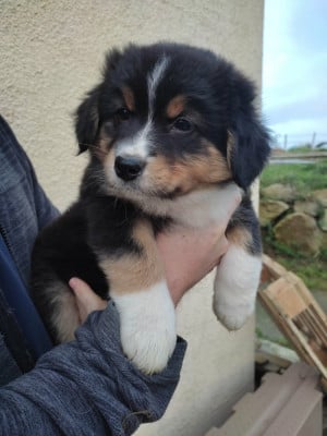 CHIOT 5 - Berger Australien