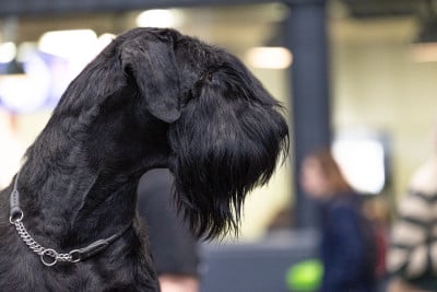 des Barbus de la Vallet