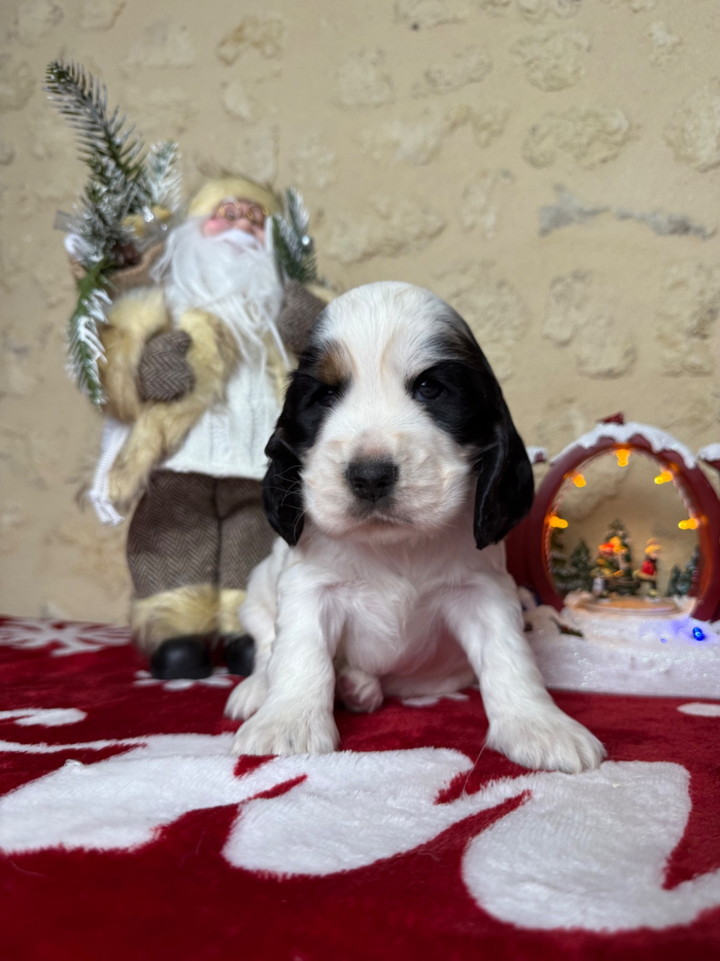 CHIOT 5 - Cocker Spaniel Anglais