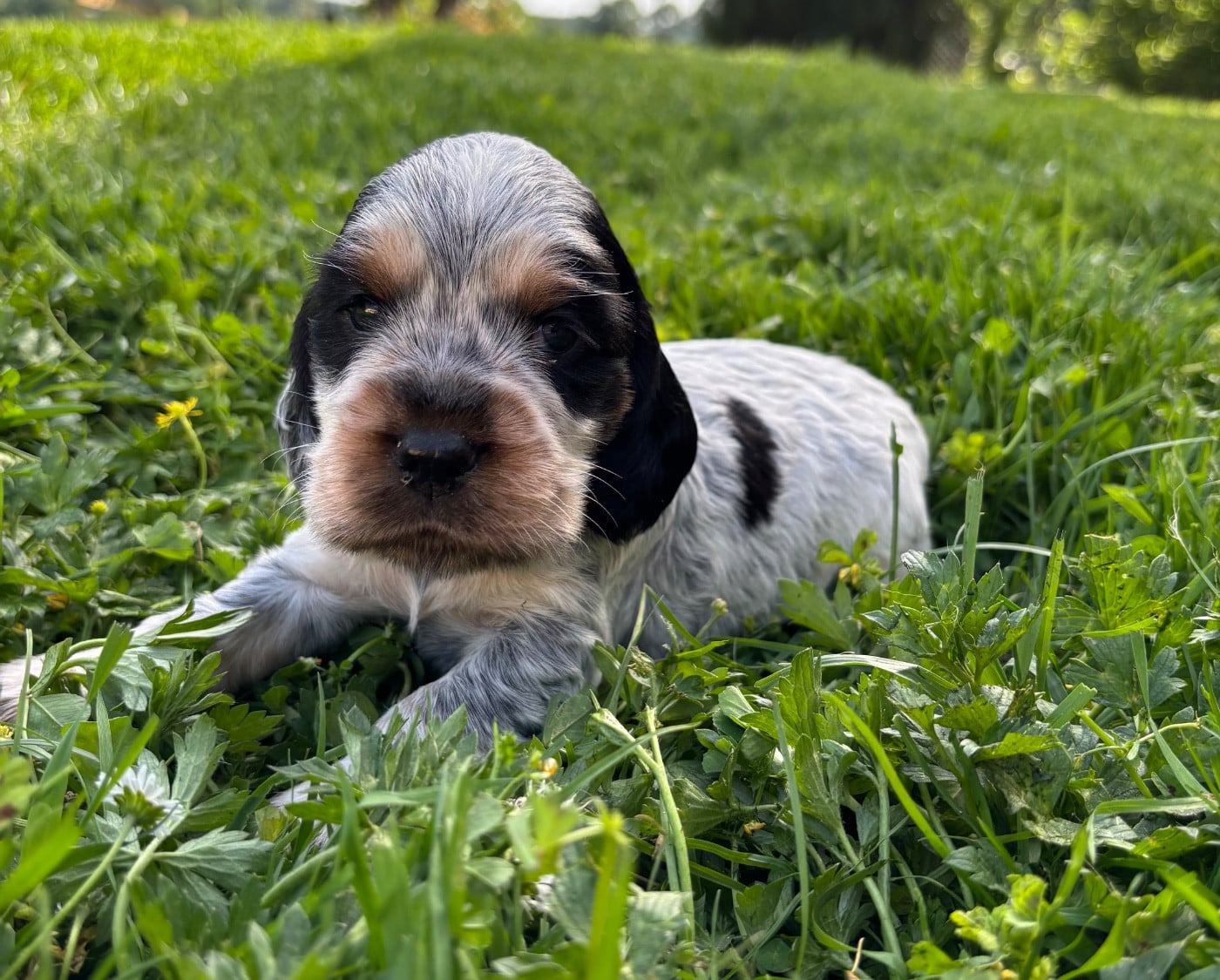 CHIOT 1 - Cocker Spaniel Anglais