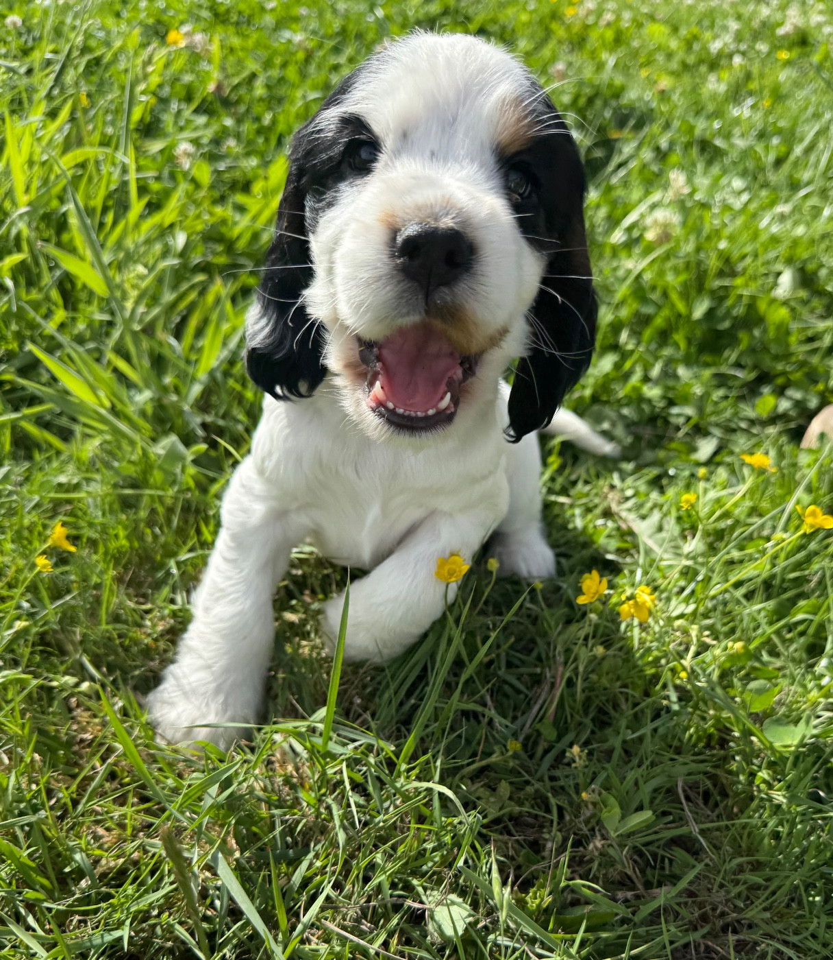 CHIOT 2
