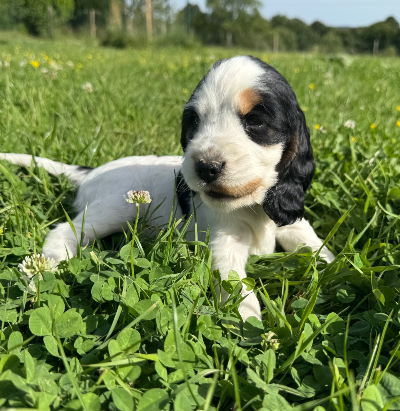 CHIOT 2