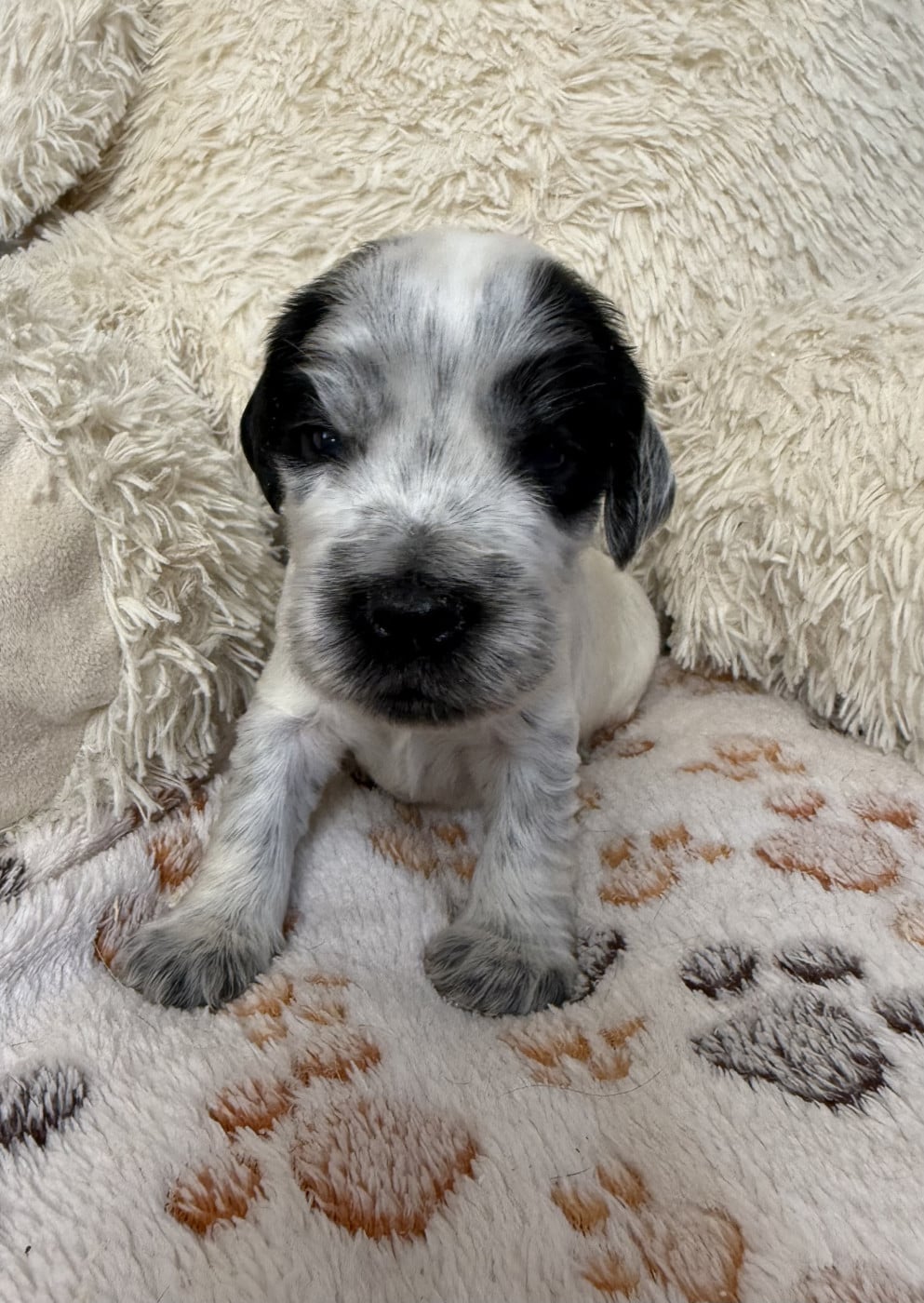 Chiot N°3 - Cocker Spaniel Anglais