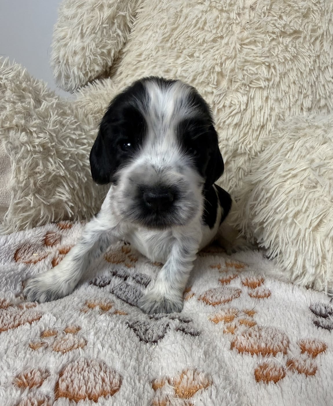Chiot N°4 - Cocker Spaniel Anglais