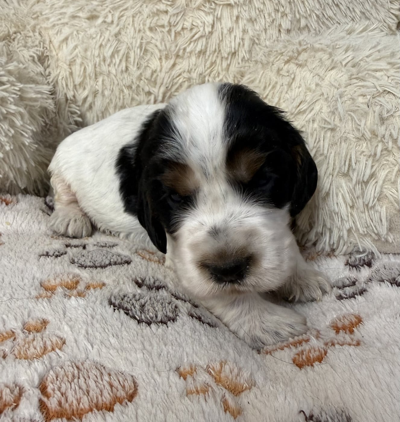 Chiot N°5 - Cocker Spaniel Anglais