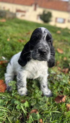 Les chiots de Cocker Spaniel Anglais