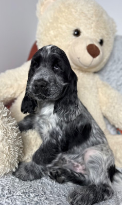 Les chiots de Cocker Spaniel Anglais