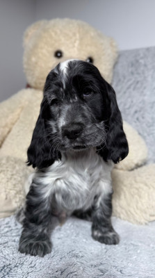 Les chiots de Cocker Spaniel Anglais