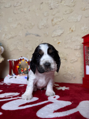 Les chiots de Cocker Spaniel Anglais