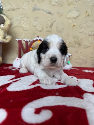 Les chiots de Cocker Spaniel Anglais