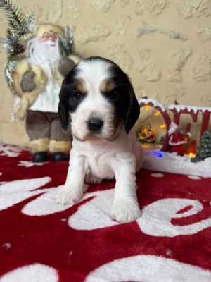 Les chiots de Cocker Spaniel Anglais