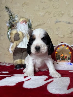 Les chiots de Cocker Spaniel Anglais