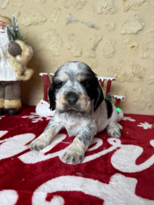Les chiots de Cocker Spaniel Anglais