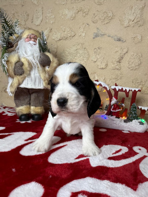Les chiots de Cocker Spaniel Anglais
