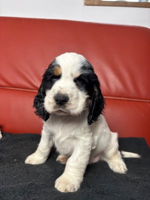 Les chiots de Cocker Spaniel Anglais