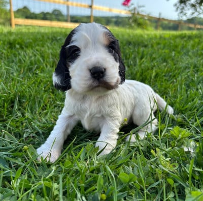 Les chiots de Cocker Spaniel Anglais