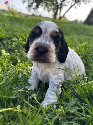 Les chiots de Cocker Spaniel Anglais