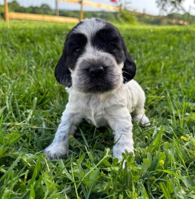 Les chiots de Cocker Spaniel Anglais