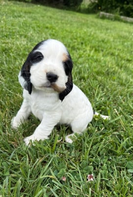 Les chiots de Cocker Spaniel Anglais