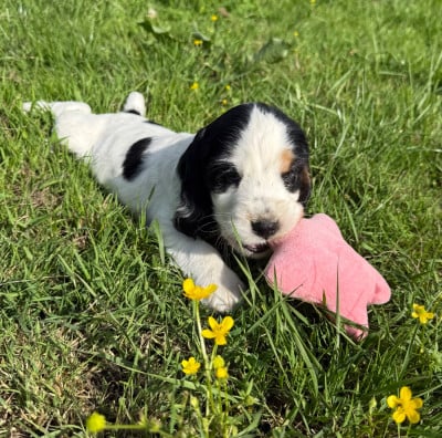 Les chiots de Cocker Spaniel Anglais