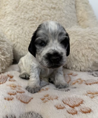Les chiots de Cocker Spaniel Anglais