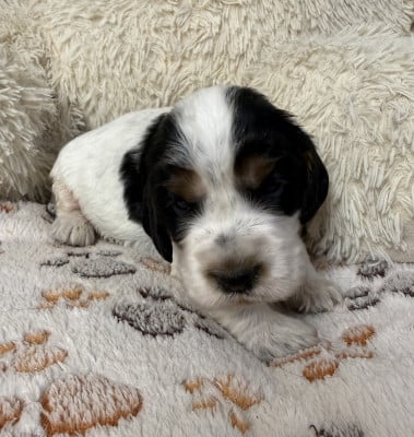 Les chiots de Cocker Spaniel Anglais