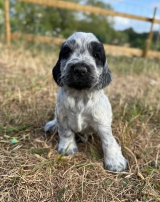 Les chiots de Cocker Spaniel Anglais