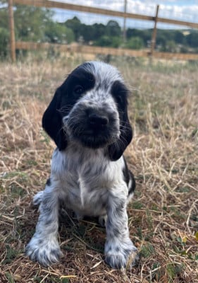 Les chiots de Cocker Spaniel Anglais