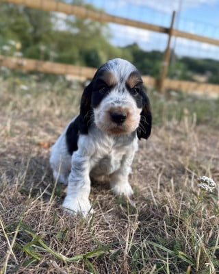 Les chiots de Cocker Spaniel Anglais