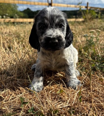 Les chiots de Cocker Spaniel Anglais