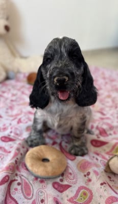 Les chiots de Cocker Spaniel Anglais