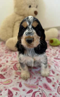 Les chiots de Cocker Spaniel Anglais