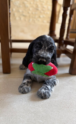 Les chiots de Cocker Spaniel Anglais