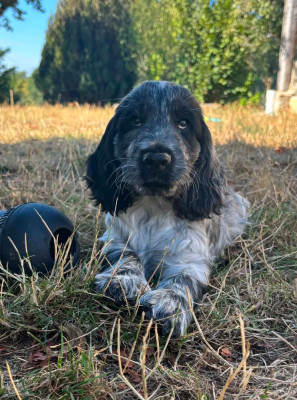 Les chiots de Cocker Spaniel Anglais