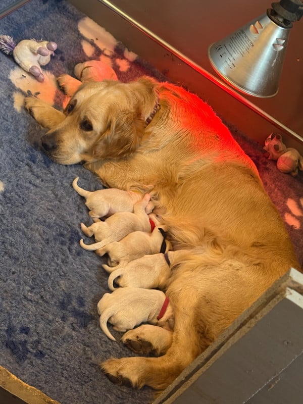 Golden Retriever - (Sans Affixe)