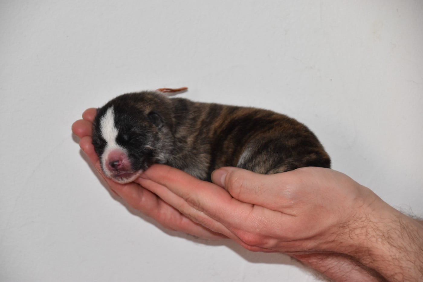 CHIOT collier orange - Akita