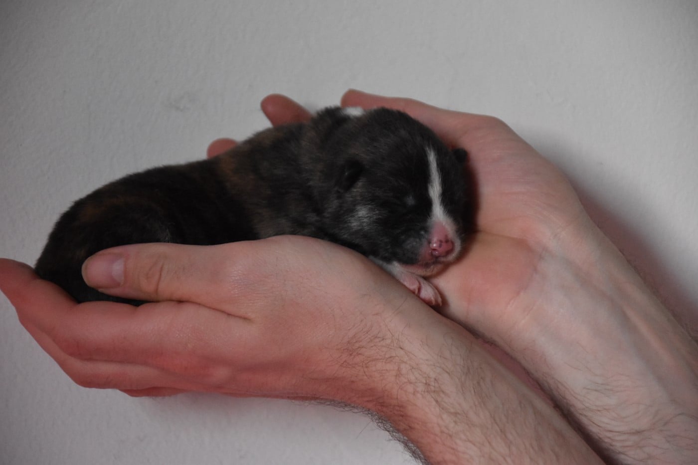 CHIOT collier noir - Akita