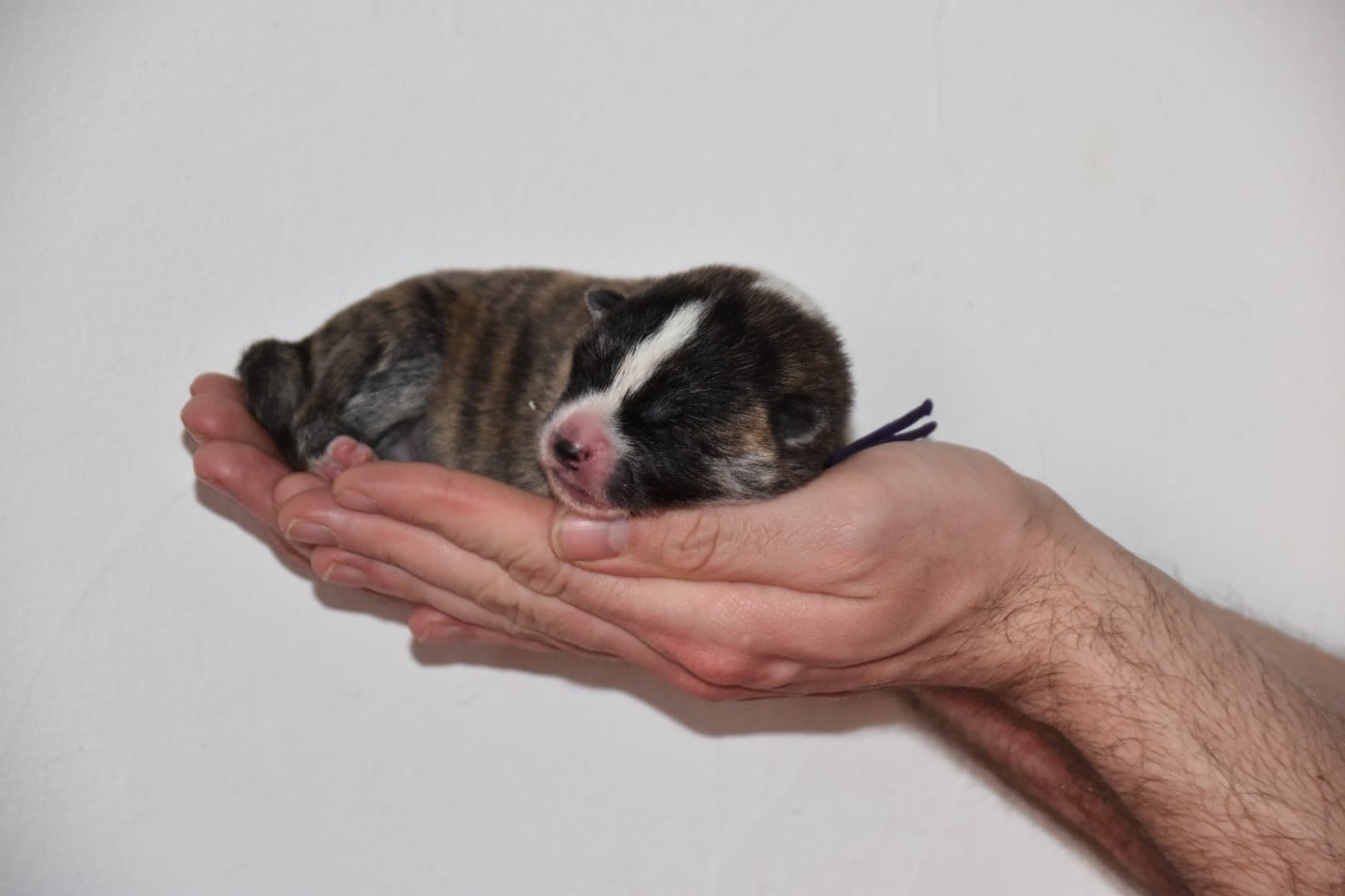 CHIOT collier violet - Akita