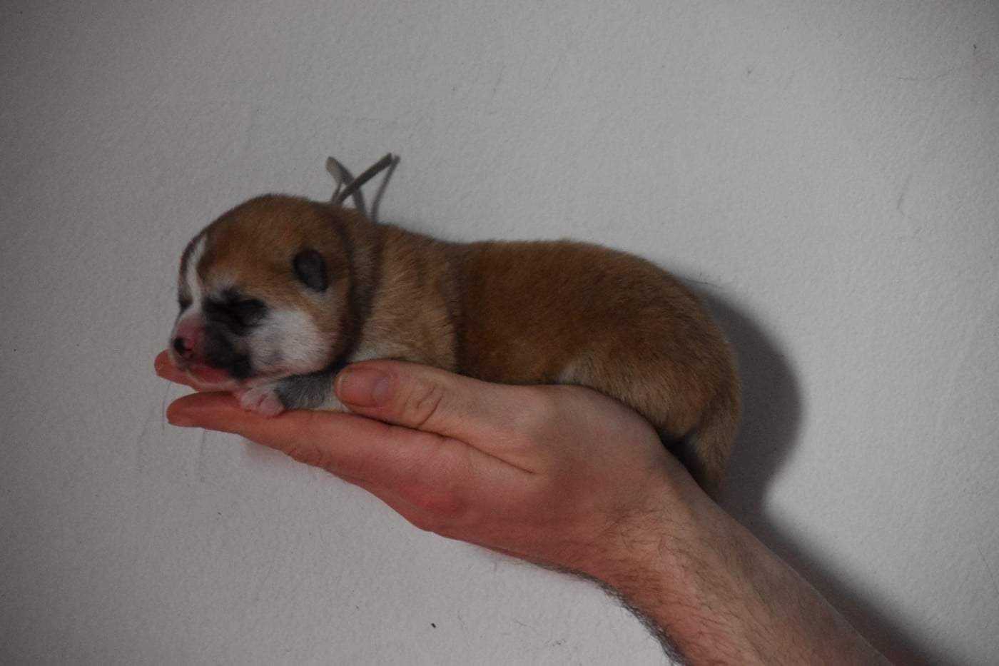 CHIOT collier vert - Akita