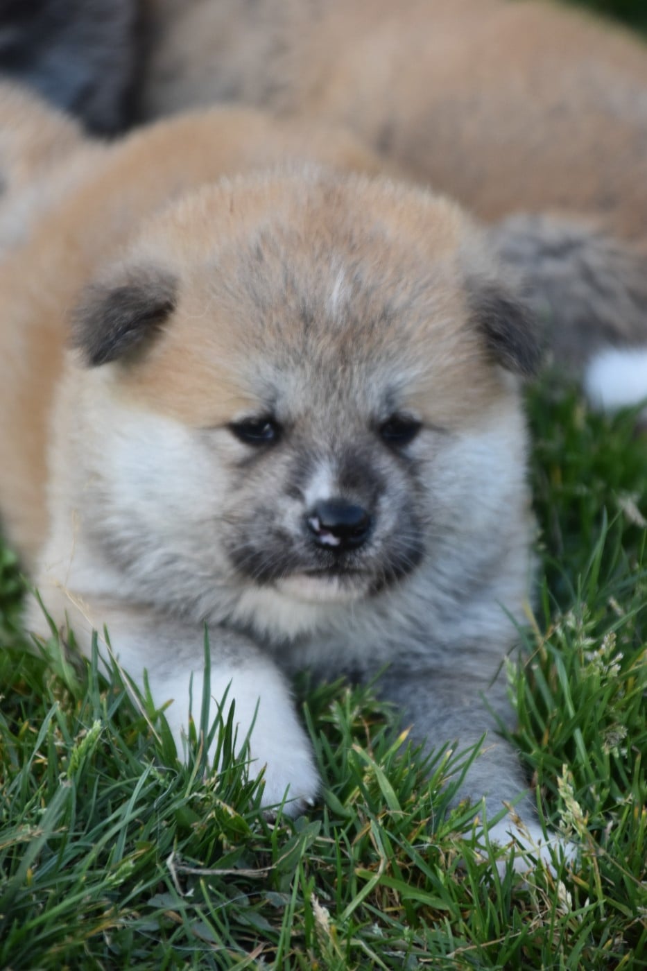 Akita - Of Imperial Kitsune