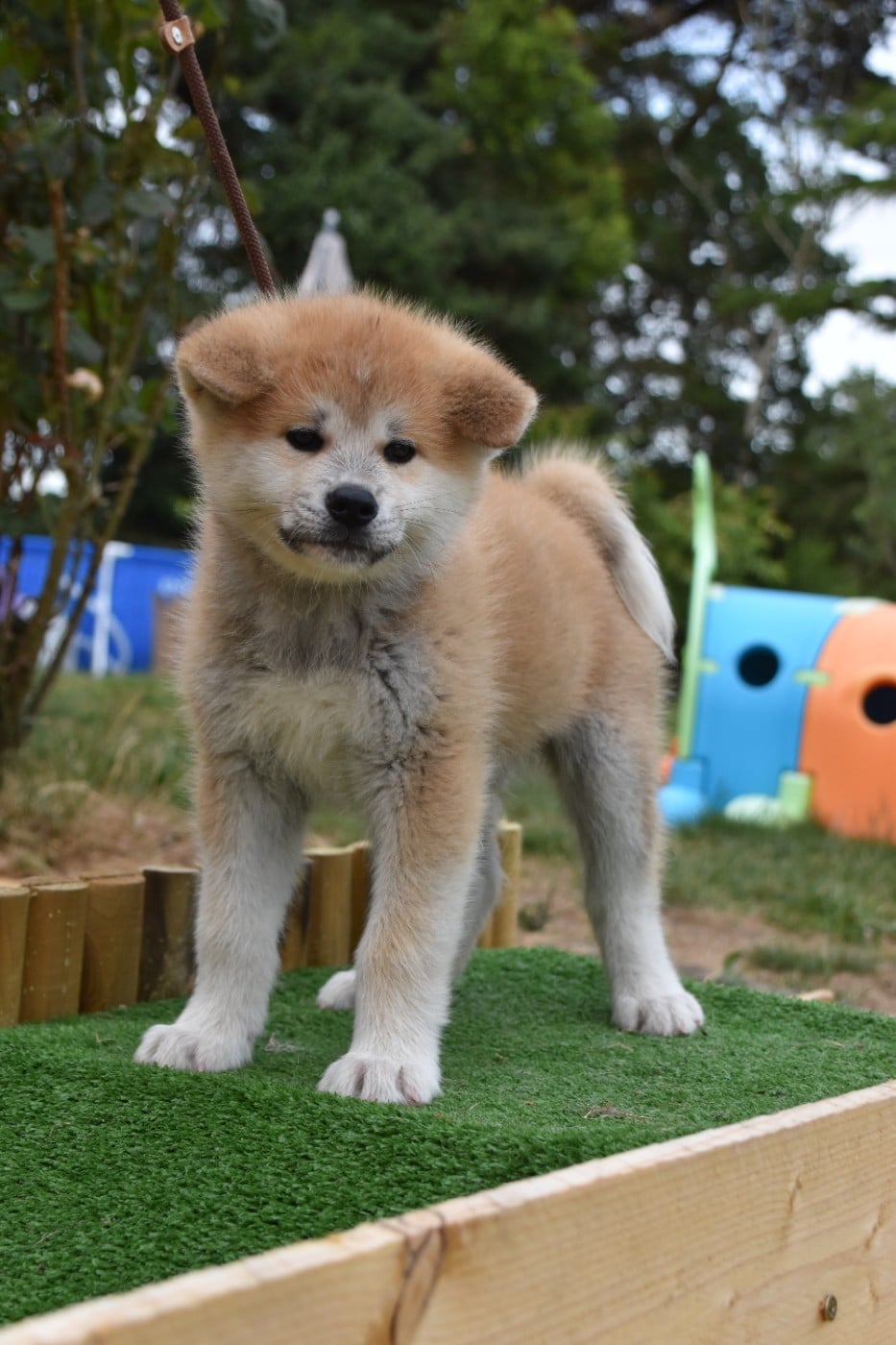 Akita - Of Imperial Kitsune