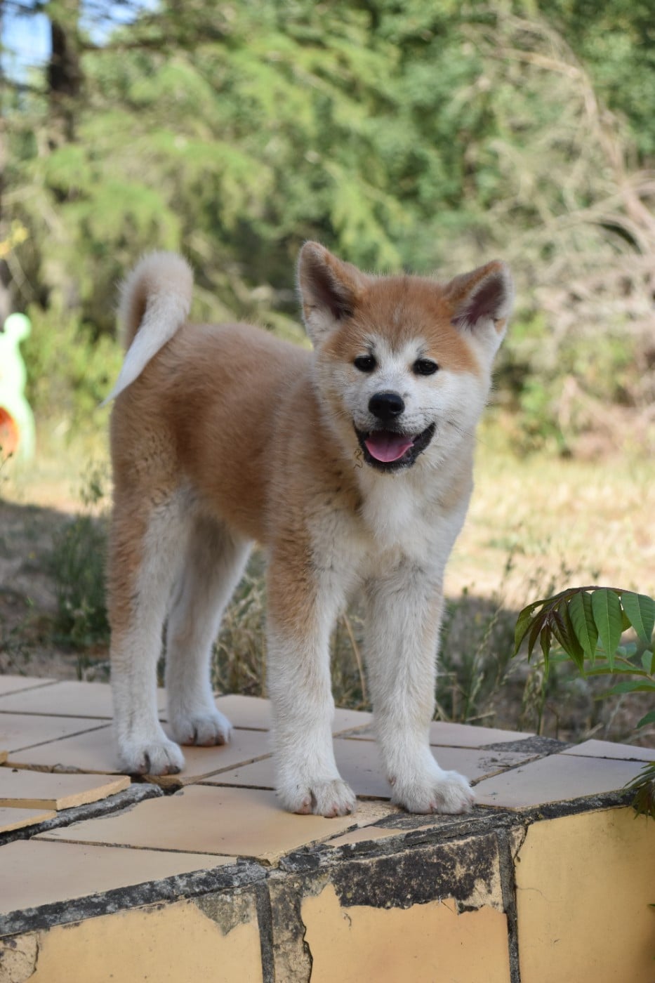Akita - Of Imperial Kitsune