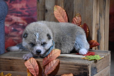 Les chiots de Akita