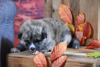 Les chiots de Akita