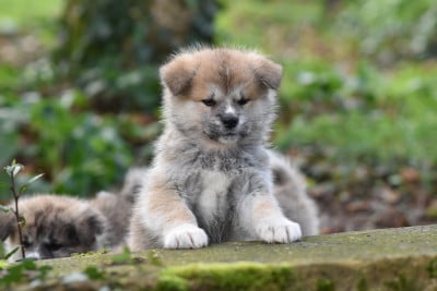 Les chiots de Akita