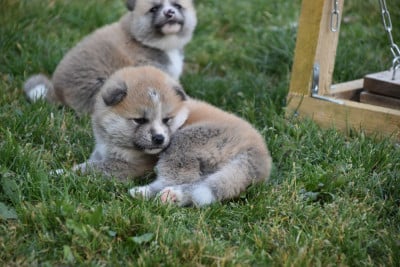 Les chiots de Akita