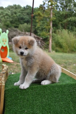 Les chiots de Akita