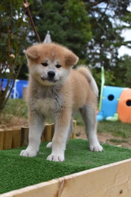 Les chiots de Akita