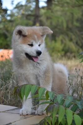 Les chiots de Akita