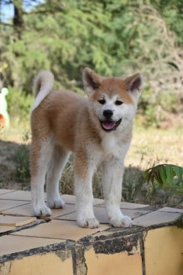 Les chiots de Akita
